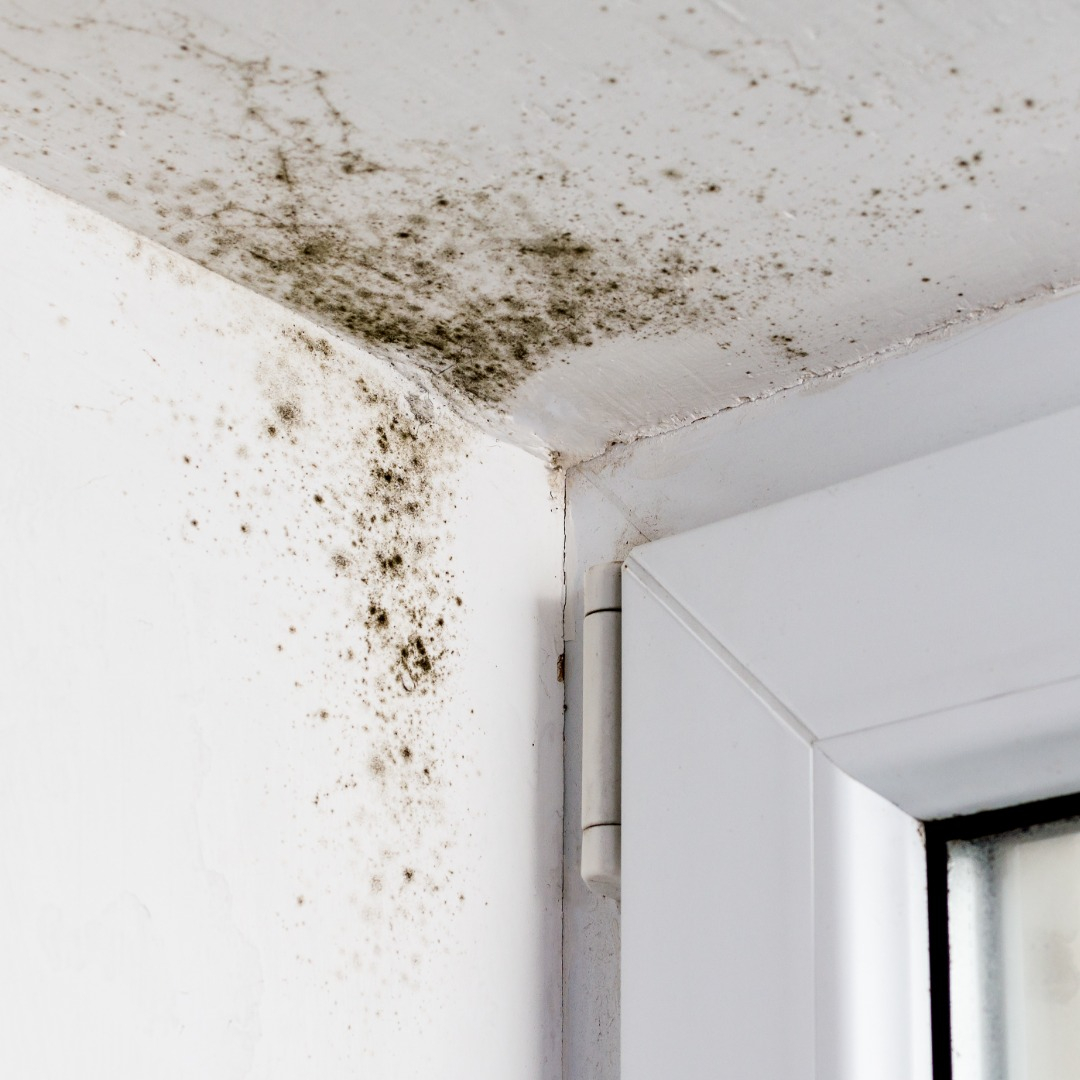 Moisissures provoquées par une mauvaise ventilation dans un logement en Essonne Moisissures dues à l'humidité sur mur et plafond près d'une fenêtre, absence de VMC